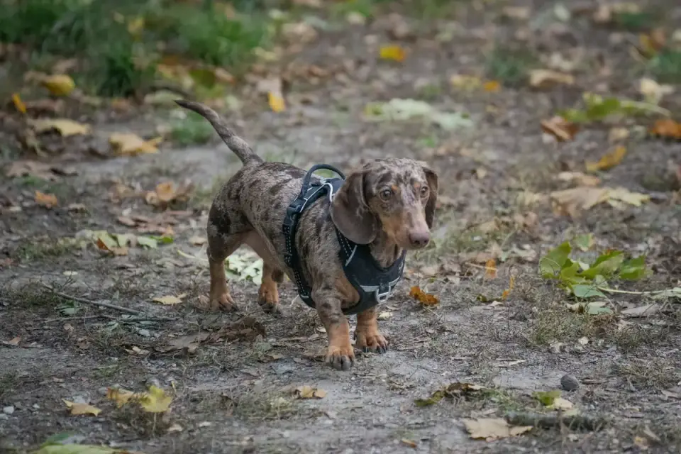 A dachshund walking down a few steps fitted with non-slip treads