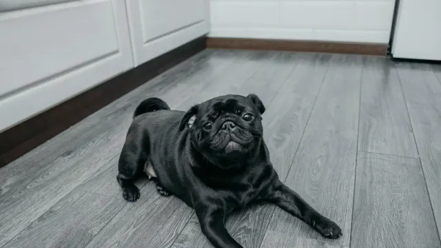A dog eating from a bowl set on a textured rubber mat in a kitchen corner