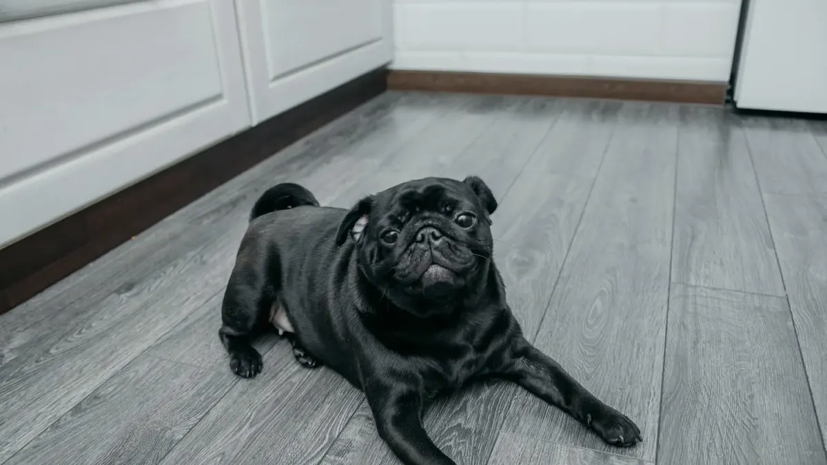 A dog eating from a bowl set on a textured rubber mat in a kitchen corner