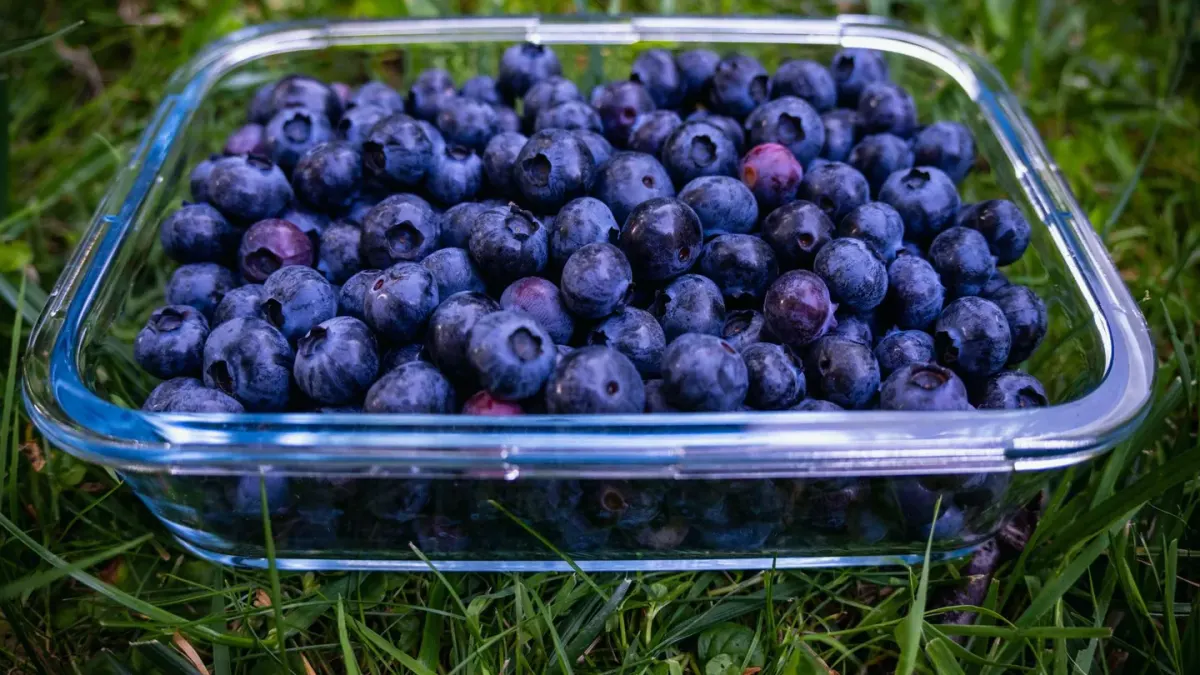 A dog investigating a small bowl of fresh blueberries on a wooden table