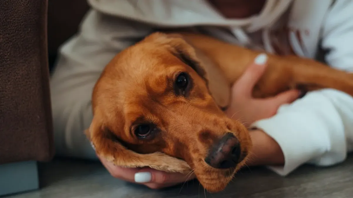 A dog lying low on a living room floor near its owner's feet