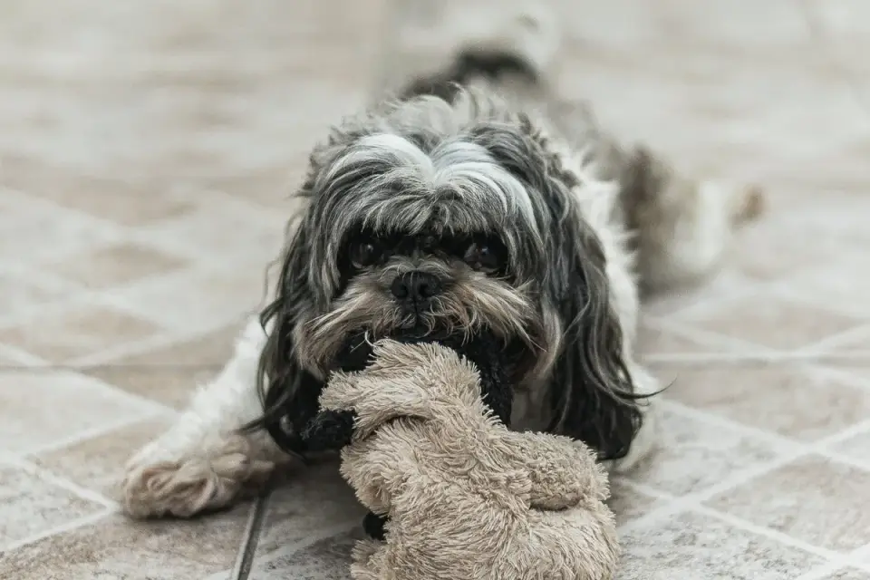 A dog lying on a floor working on a frozen stuffed chew toy