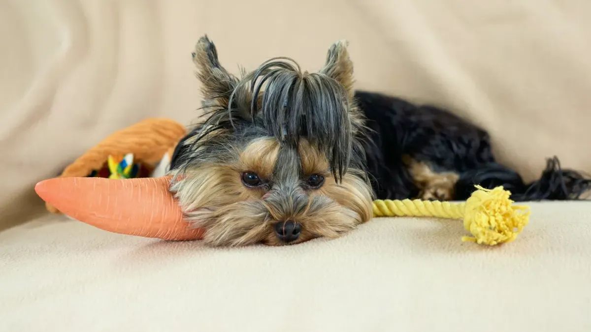 A dog nosing a food puzzle toy across a living room floor
