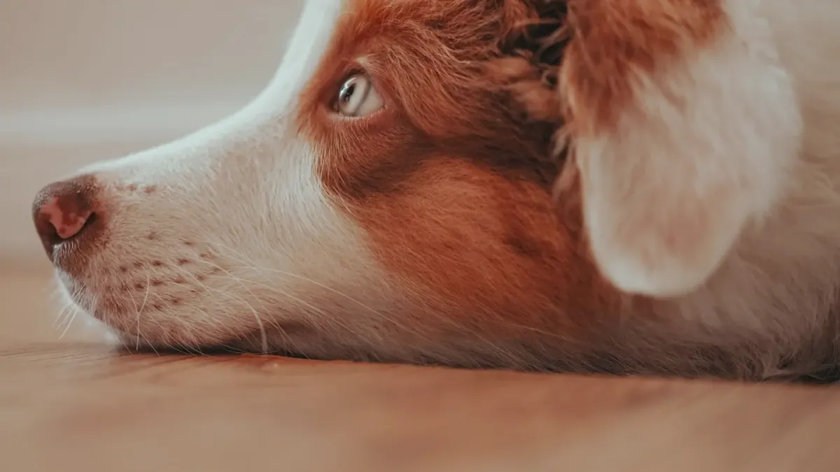 A dog nudging a treat-dispensing puzzle toy across a kitchen floor
