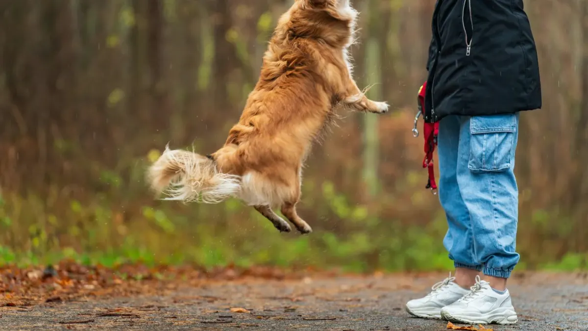 A dog owner offering a chew supplement to a golden retriever in a home kitchen