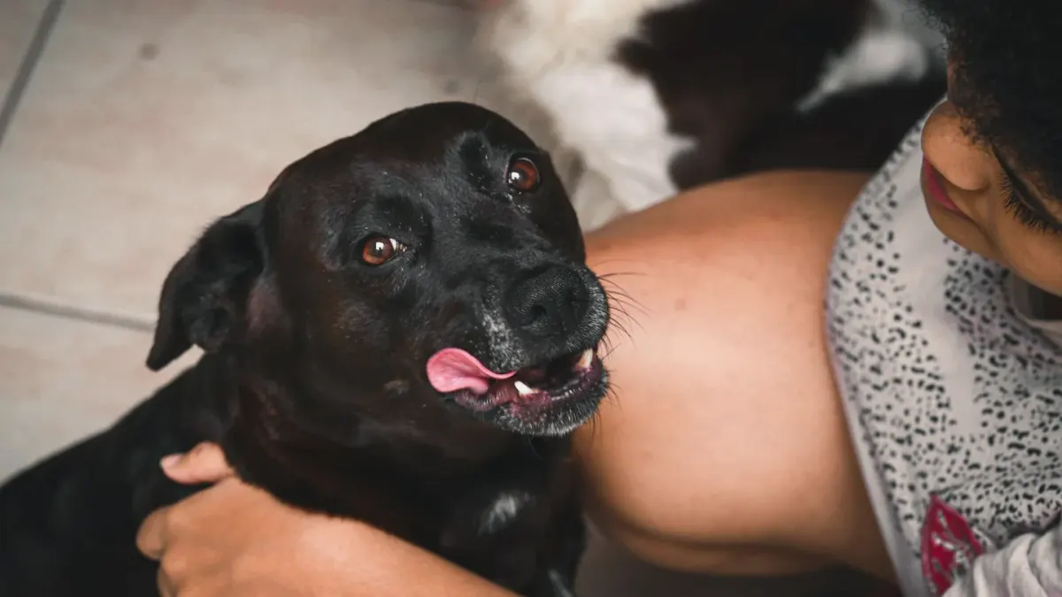 A dog resting calmly across an owner's lap on a living room couch
