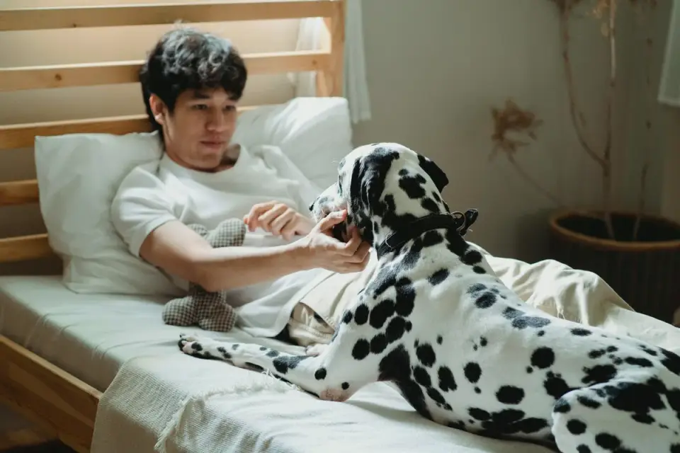 A dog resting calmly on its own bed in a room away from its owner