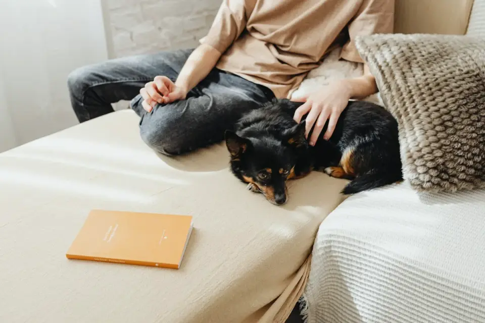 A dog resting calmly on a mat in a quiet, dimly lit room