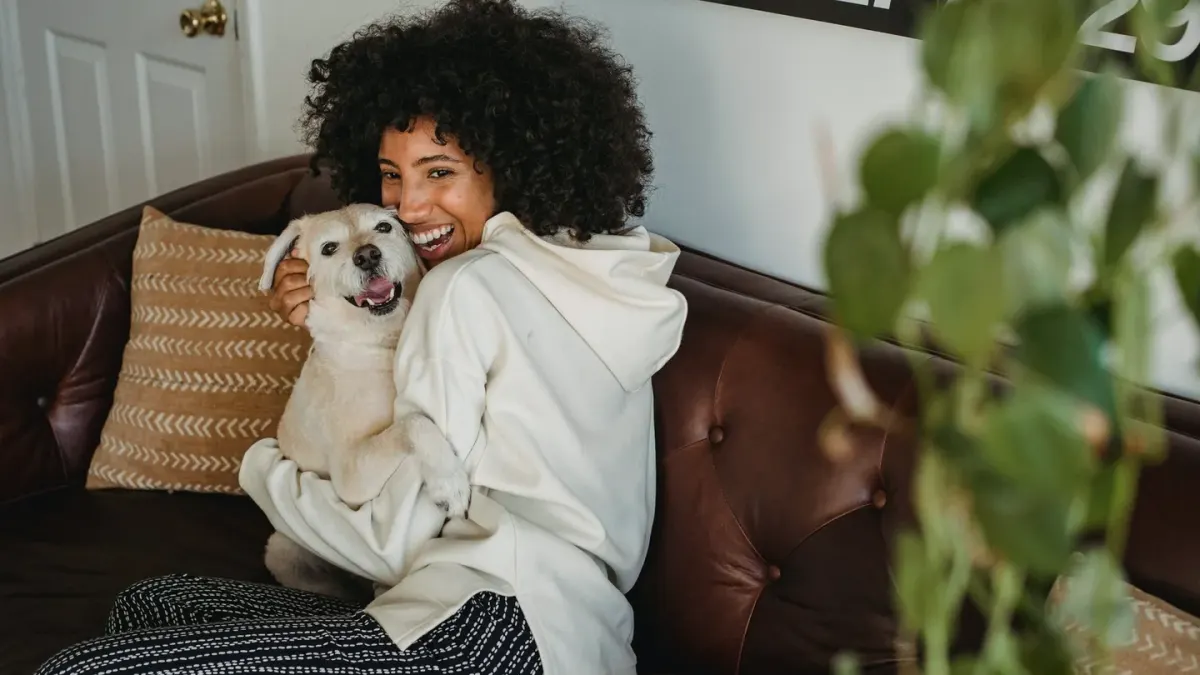 A dog resting its chin on its owner's lap in a quiet living room