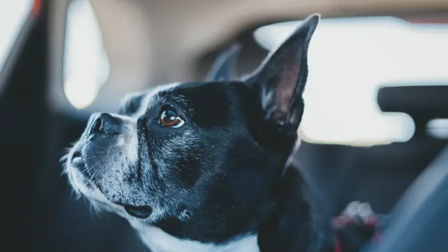 A dog sitting upright in the backseat of a car, looking toward the window