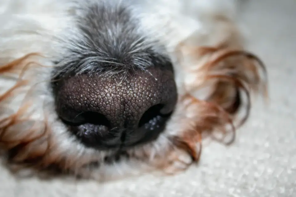 A dog sniffing scattered pieces of kibble spread across a rug
