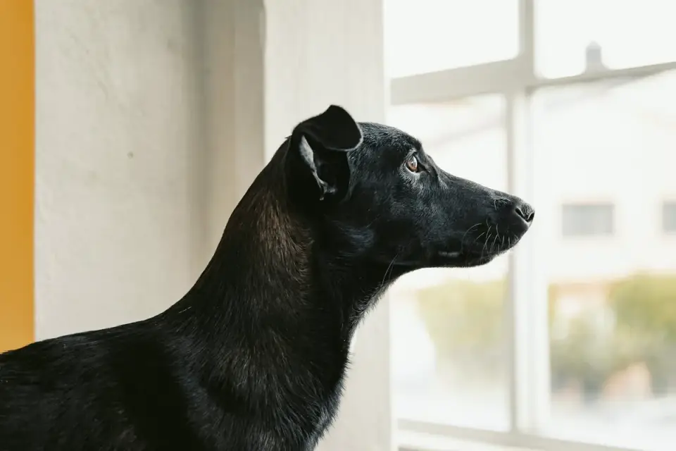A dog standing at a window watching the street