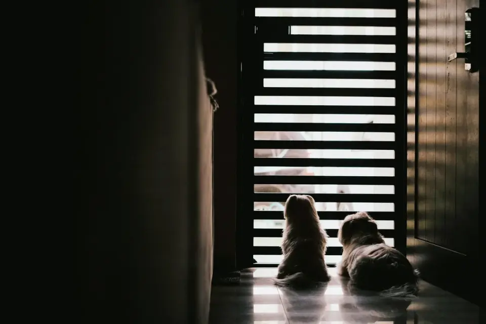 A dog standing stiffly near a front door, ears back