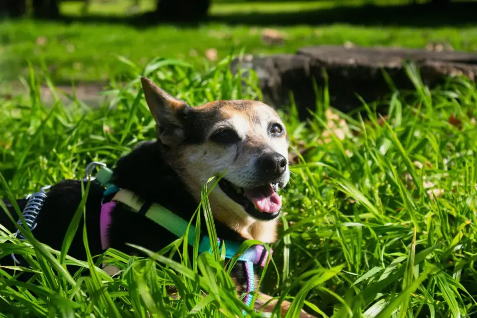 A dog stretching outdoors on grass after a morning walk