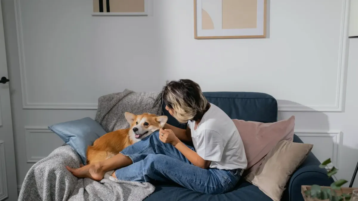 A dog wearing a snug pressure wrap sitting calmly on a living room couch