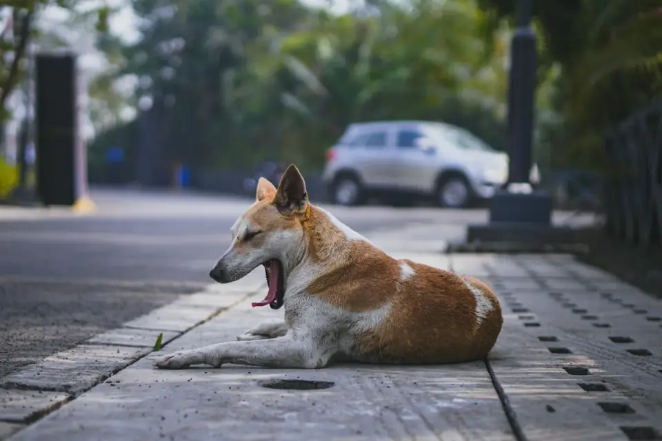 A dog with relaxed body posture resting peacefully outdoors, illustrating a settled state.