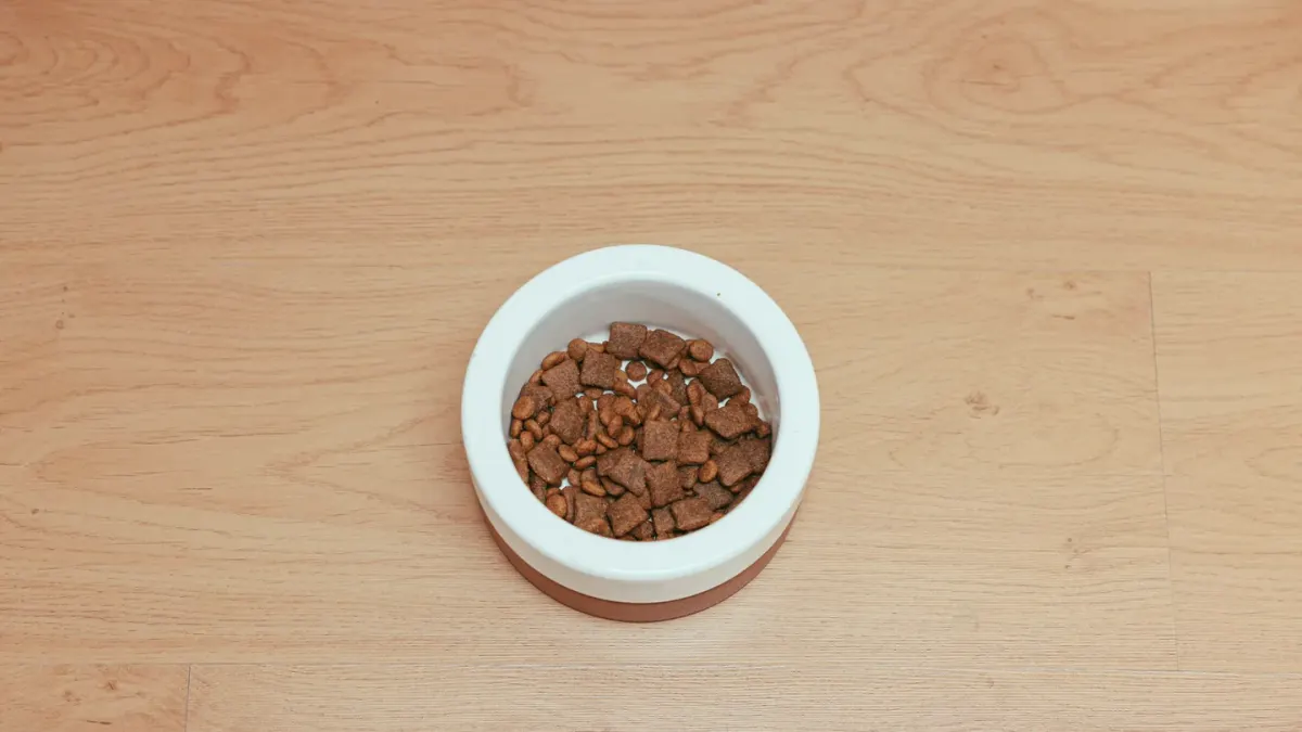 A food bowl viewed from above