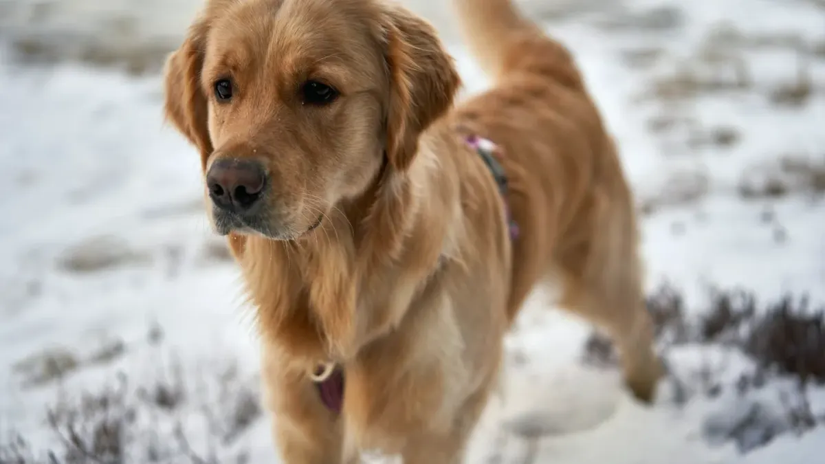 A golden retriever walking beside its owner near a lake dock