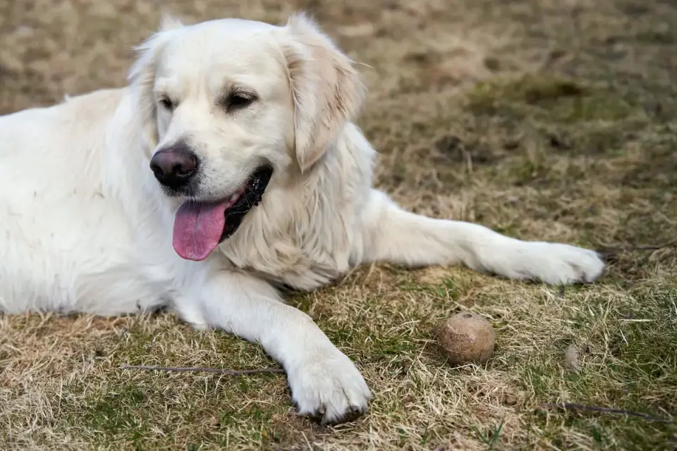A gray-muzzled golden retriever lying on a living room rug near a sunlit window