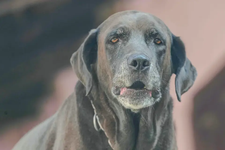 A gray-muzzled senior dog eating from a stainless steel bowl in a kitchen