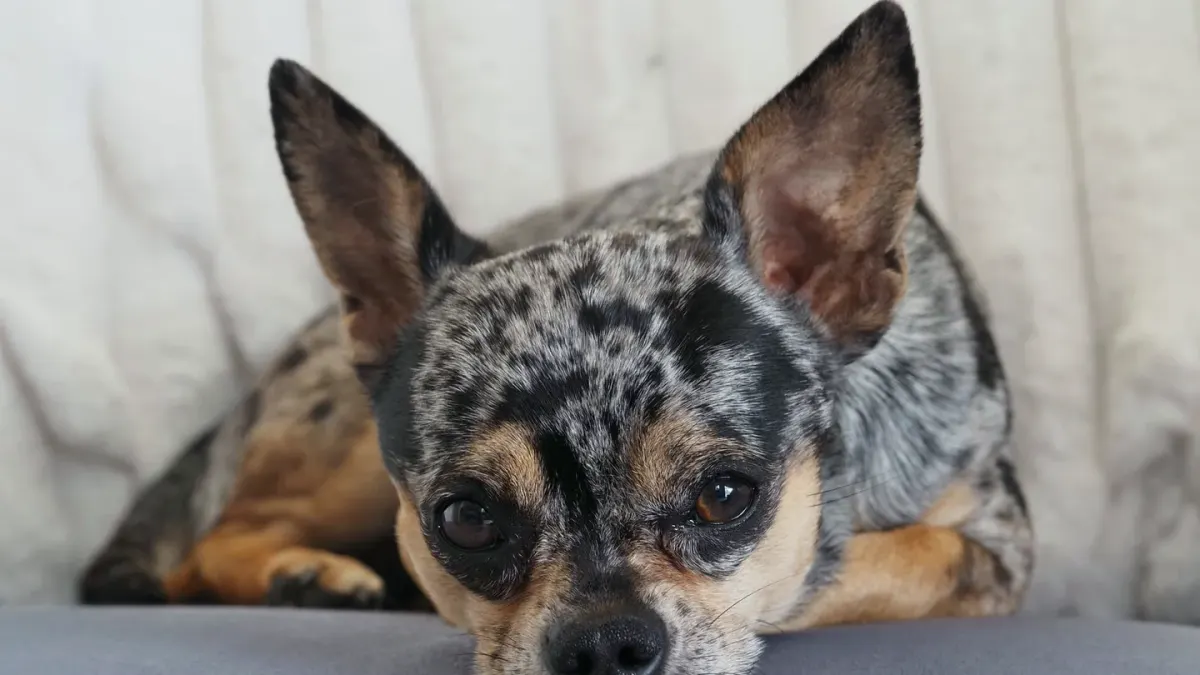A graying senior dog resting comfortably on a couch