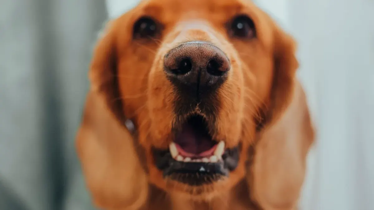 A graying senior golden retriever lying calmly on an orthopedic dog bed