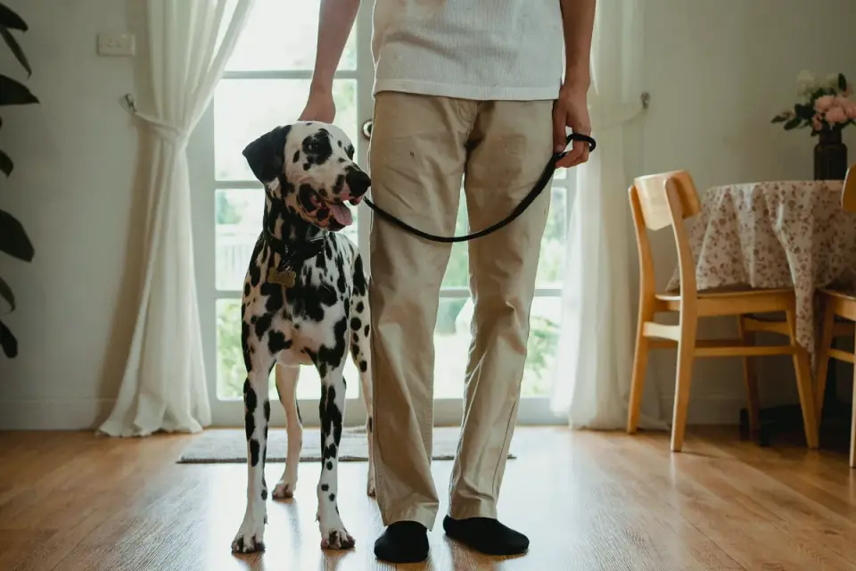 A person sitting quietly on the floor a few feet from a leashed, wary rescue dog