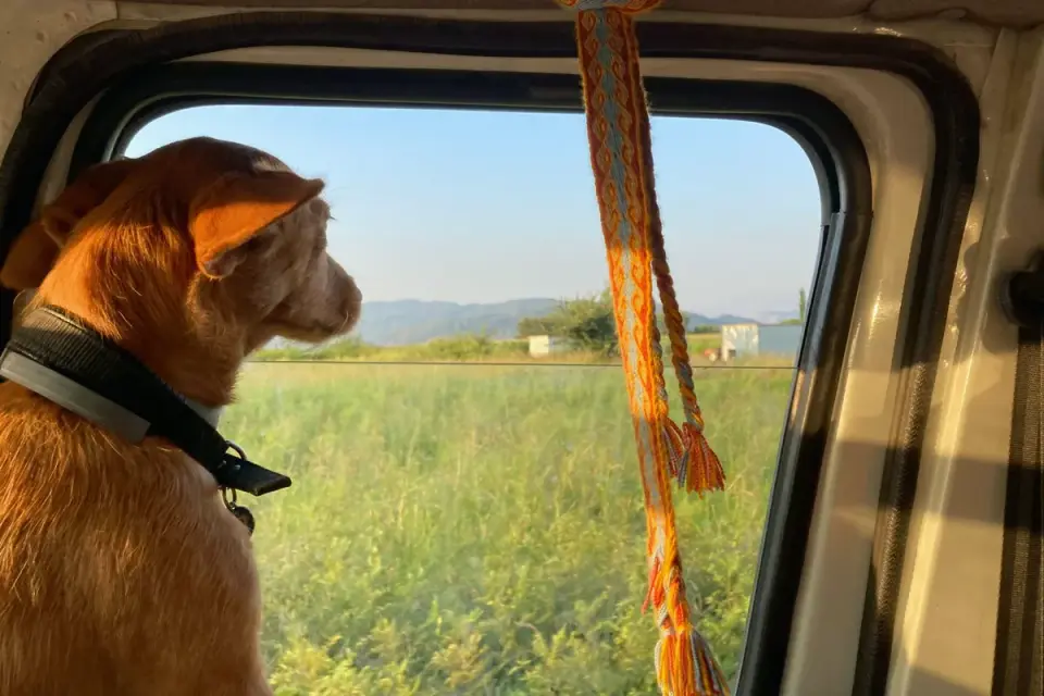 A relaxed dog riding in the backseat of a car with the window slightly open