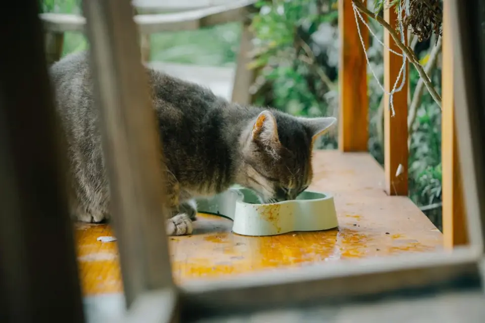 A senior dog eating from a bowl in a home kitchen