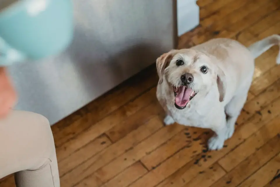 A senior dog eating from a stainless steel bowl on a kitchen floor