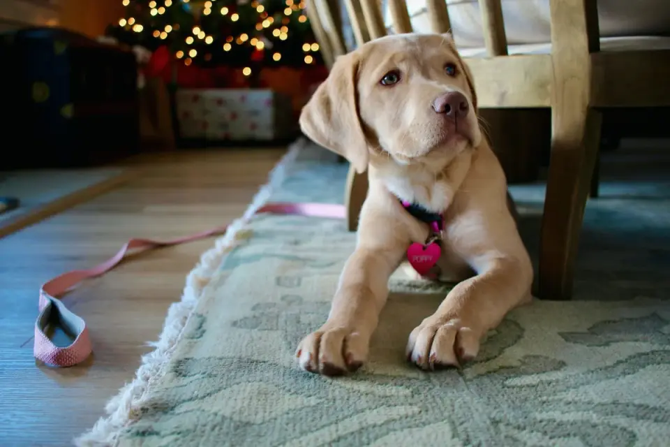 A senior dog lying calmly on a living room rug