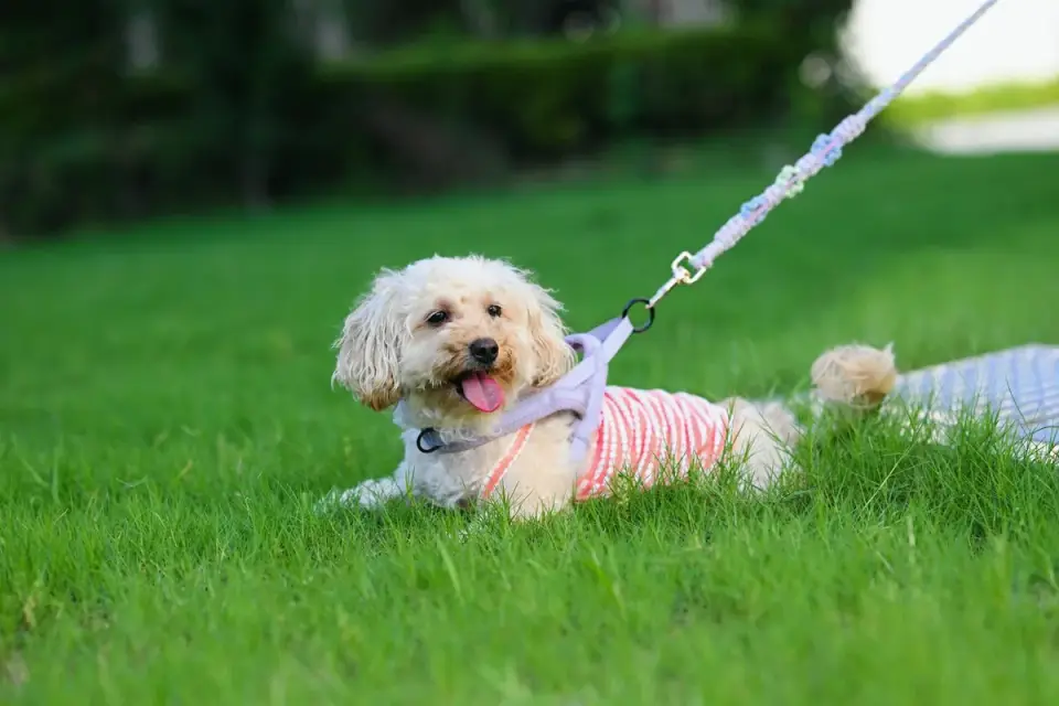 A senior dog lying on grass, resting after a walk