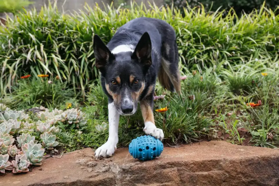 A senior dog lying on a rug working a stuffed rubber puzzle toy