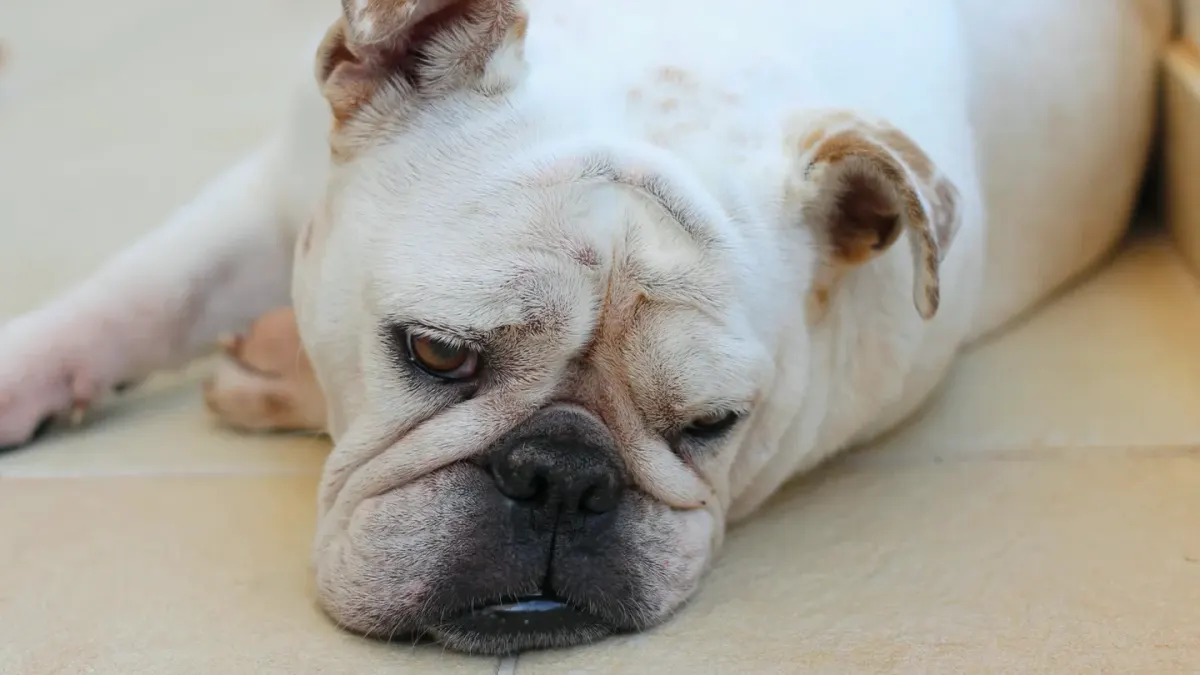 A senior dog lying on a tile floor, nose down in a snuffle mat
