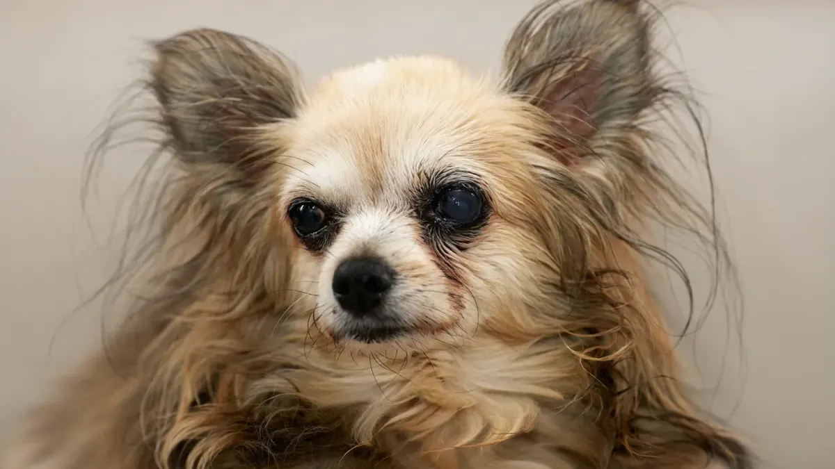 A senior dog pausing at the bottom of a staircase in dim evening light
