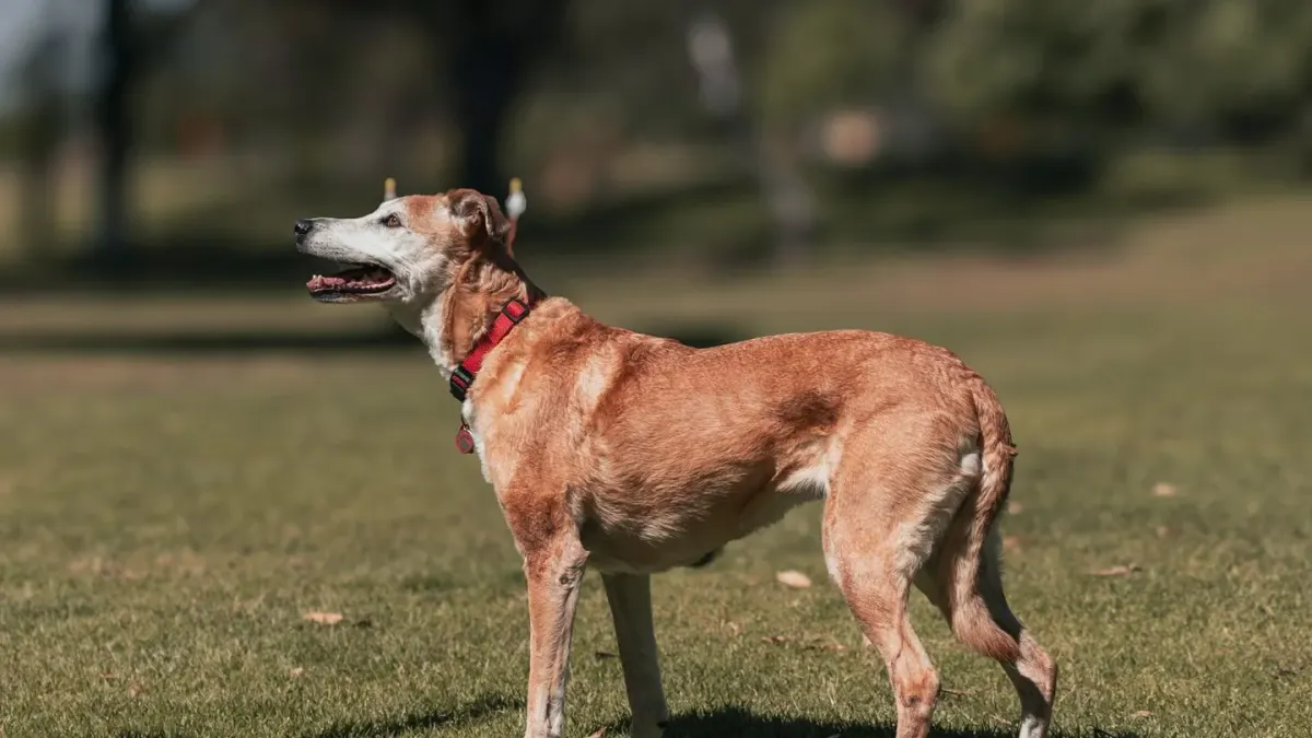 A senior dog stretching its front legs on grass before a walk