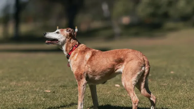 A senior dog stretching its front legs on grass before a walk