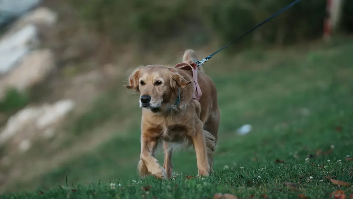 A senior dog walking across a grassy yard