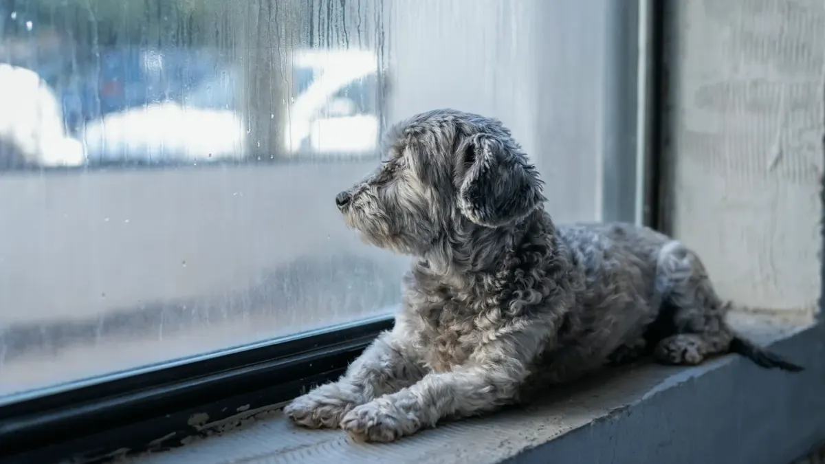 A small dog crouched and hiding under a table, looking toward a window