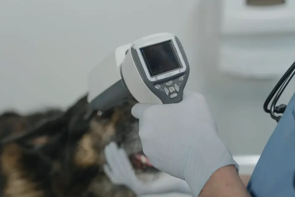 A veterinarian checking a dog's gum color during an exam