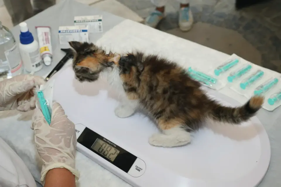 A veterinarian examining the ingredient panel on a dog supplement label