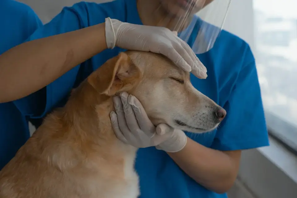 A veterinarian gently examines a gray-muzzled senior dog during a checkup