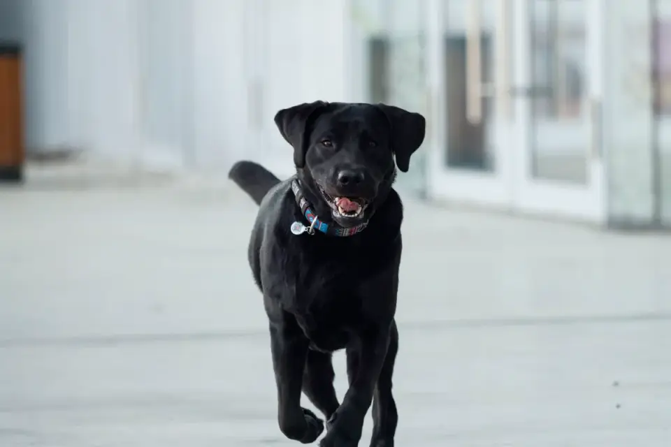 A veterinarian observing a Labrador retriever walk across an exam room floor