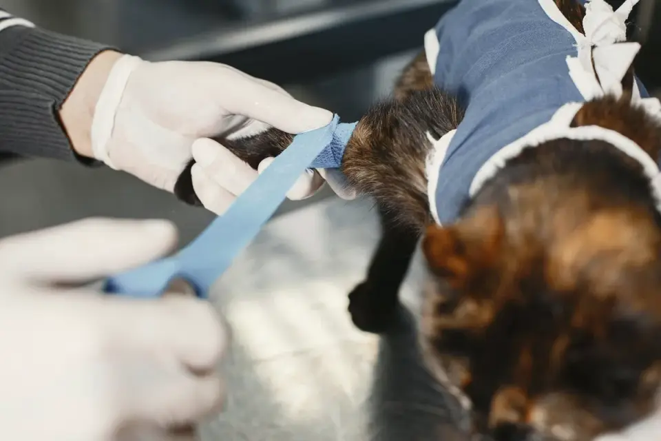 A veterinarian palpating a senior dog&#x27;s abdomen during a wellness exam