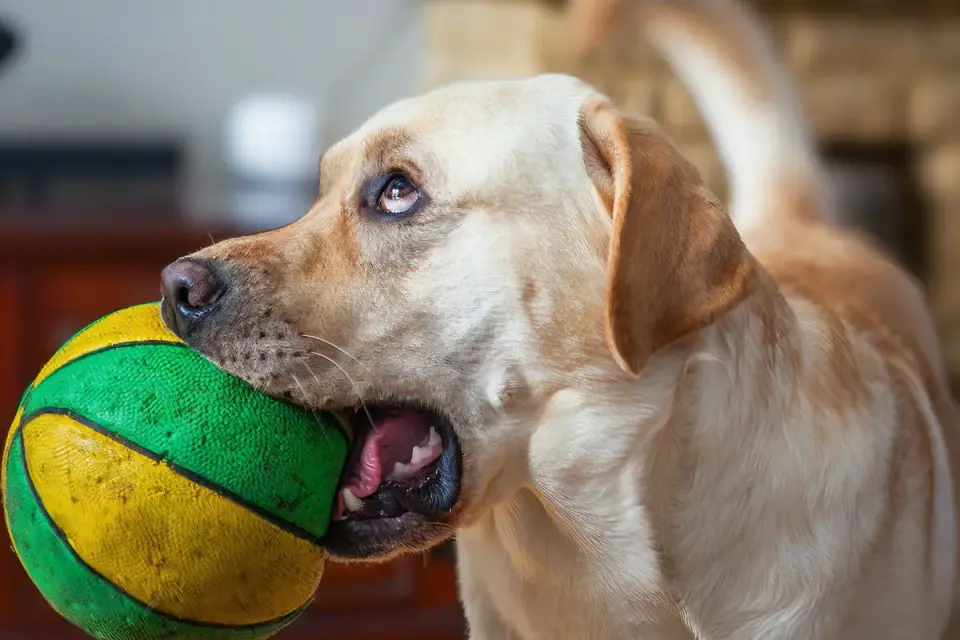 A wide-opening treat ball puzzle feeder with kibble scattered nearby