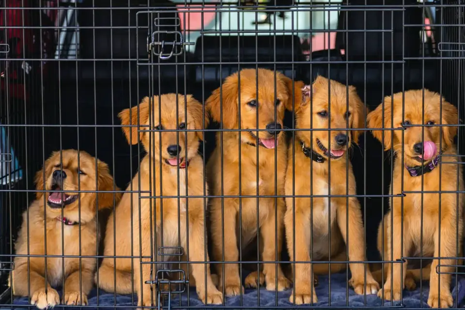 A wire puppy crate positioned beside a bed in a dim bedroom