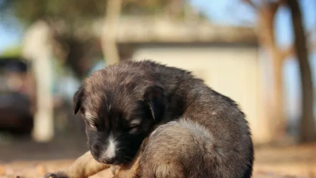 A young puppy asleep on a soft blanket inside an open crate
