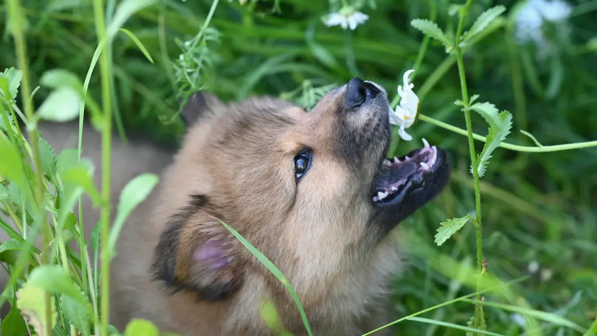 A young puppy sniffing and pawing at a low platform covered in different textured surfaces