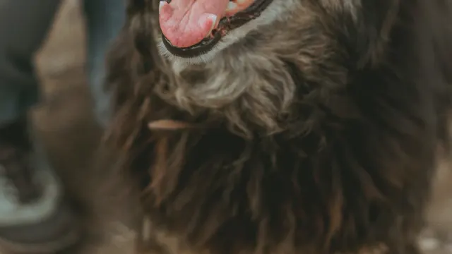 An older dog being gently petted