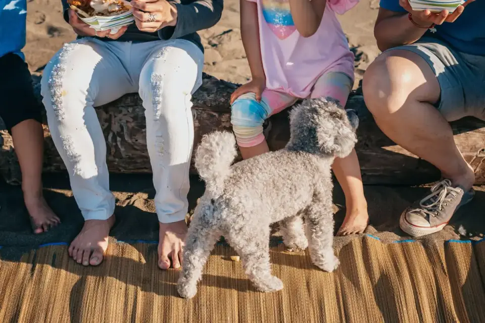 An older dog eating calmly from a bowl set on a non-slip rubber mat